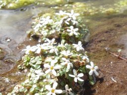 Limosella vesiculosa flowering